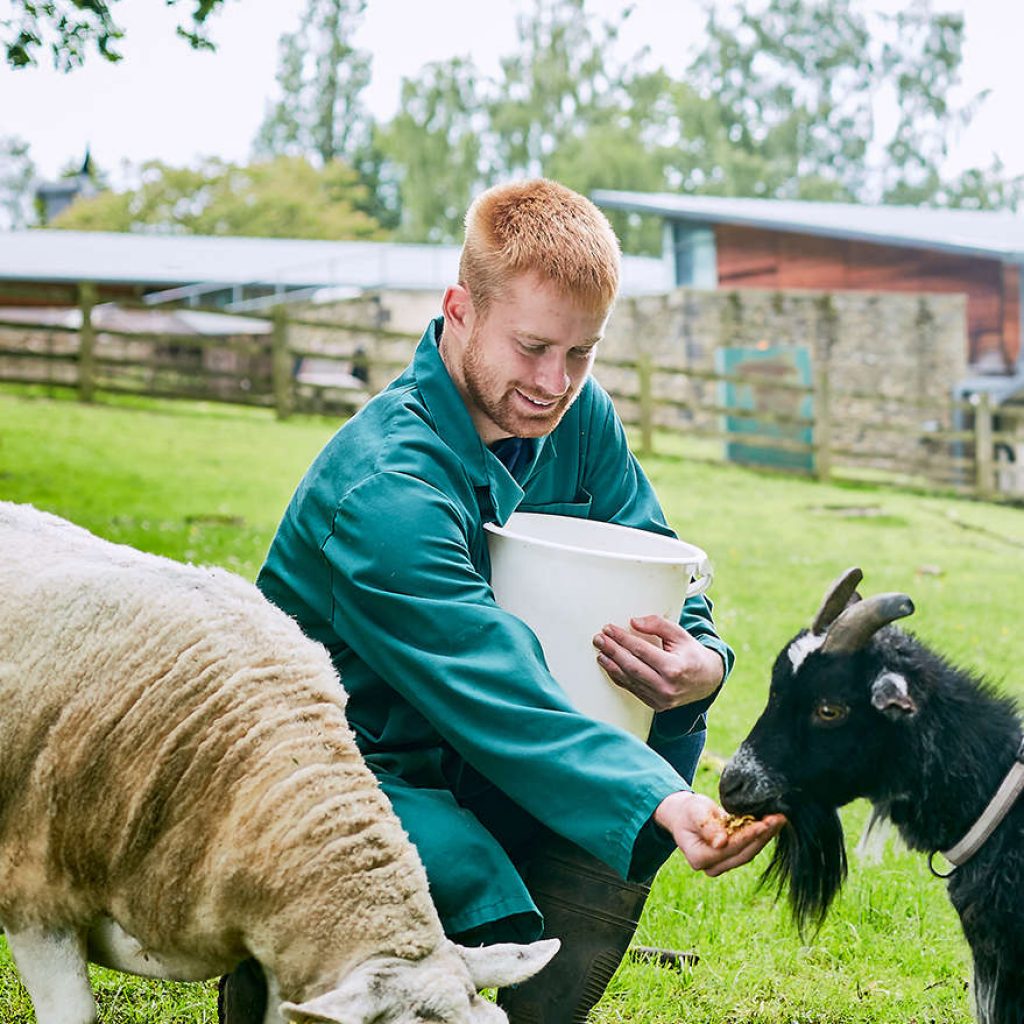 A young male student from Kirklees College wearing green overalls and feeding a goat