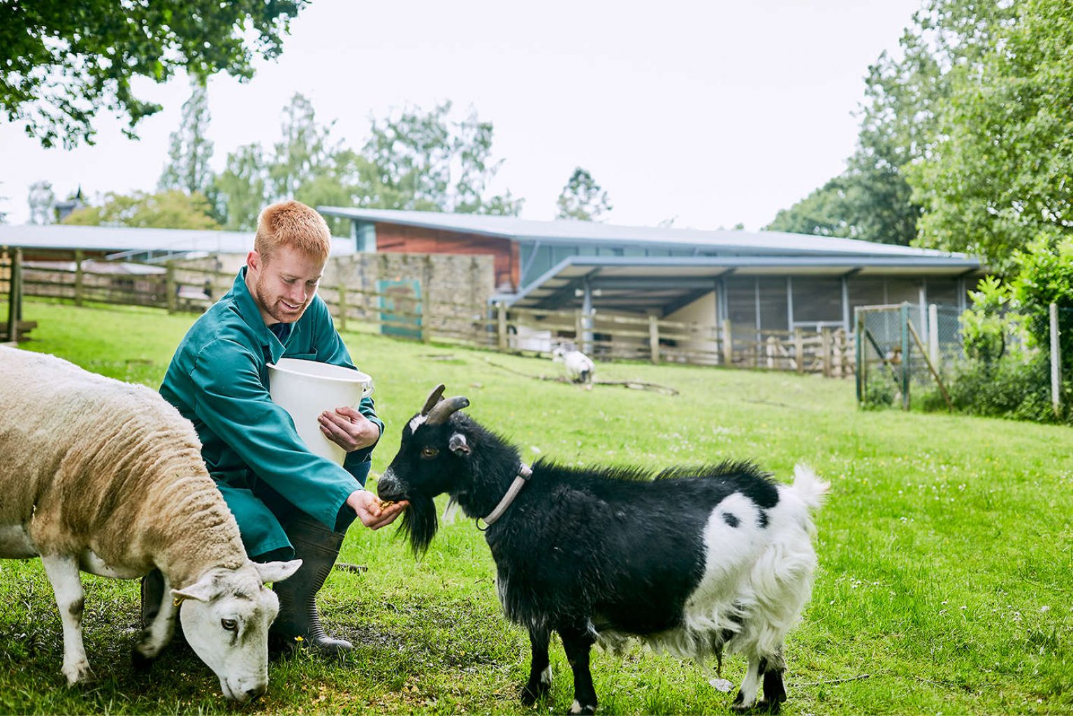 A young male student from Kirklees College wearing green overalls and feeding a goat